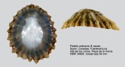 Patella ordinaria